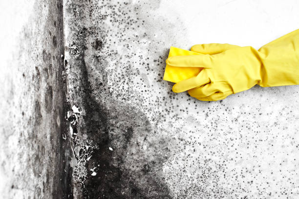 Edgemont Park, MI Mold Removal Company