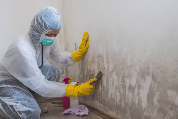 Best Local Mold Removal Service  in Edgemont Park, MI