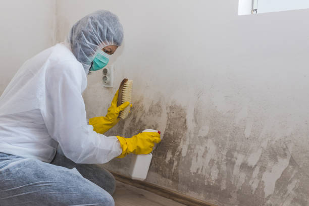 Best Office Mold Removal Services  in Edgemont Park, MI