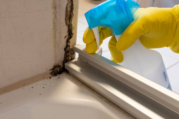 Best Attic Mold Removal  in Edgemont Park, MI