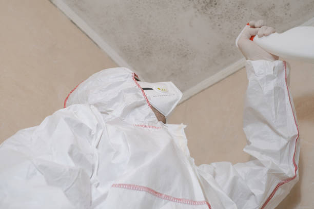 Best Mold Removal Company Near Me  in Edgemont Park, MI