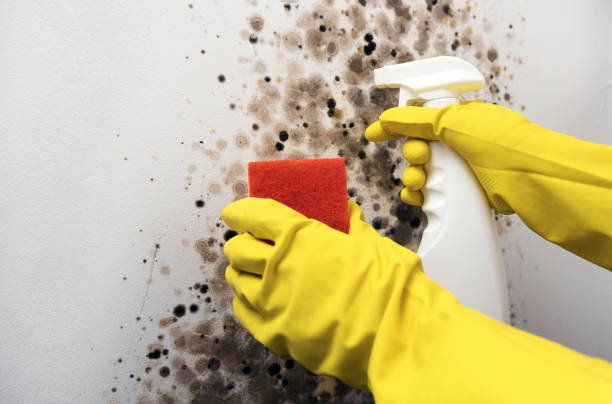 Best Home Mold Removal  in Edgemont Park, MI