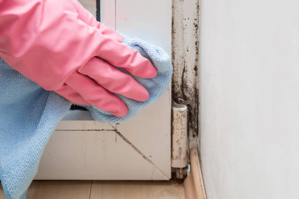 Best Same-Day Mold Removal  in Edgemont Park, MI